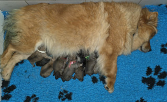 chiot eurasier